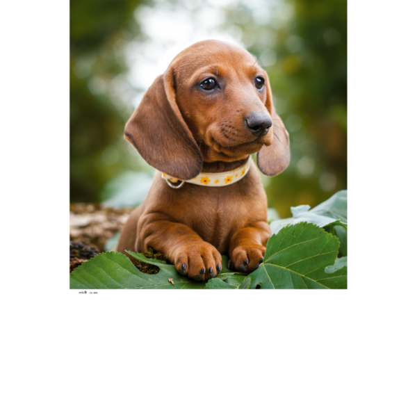 4004 - Animales y niños - Imagen 2