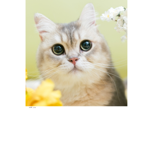 4004 - Animales y niños - Imagen 4